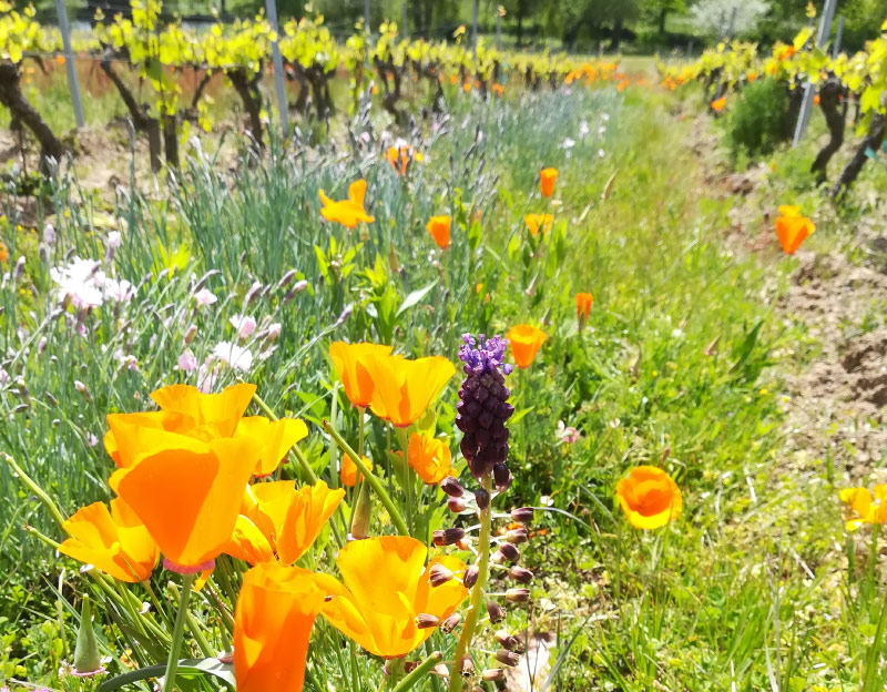 fleurs-dans-les-vignes